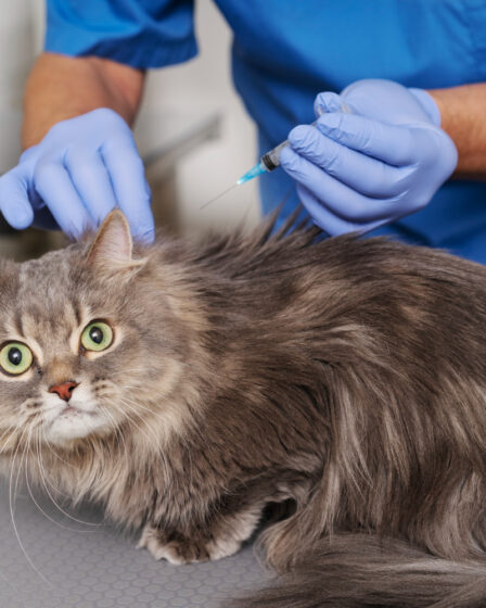 Vacinas Essenciais para Gatos: Calendário e Periodicidade