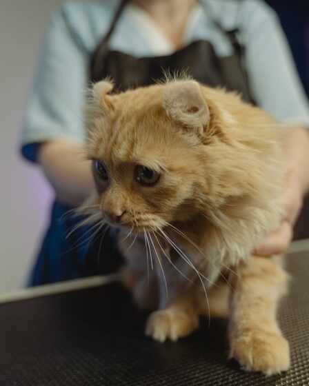 Importância dos Check-ups Anuais para Cães e Gatos Idosos