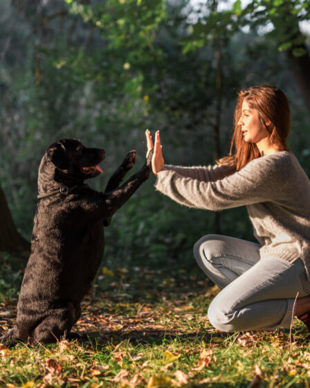 Adestramento Básico: Técnicas para Melhorar o Comportamento