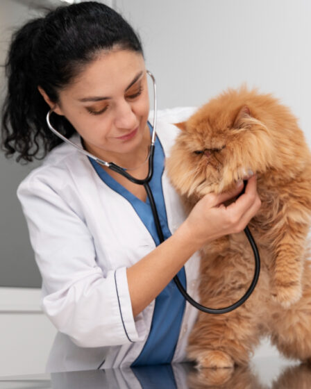 Castração Pet: Indicações, Mitos e Vantagens