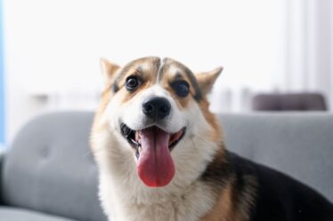 Cachorro Mais Feliz