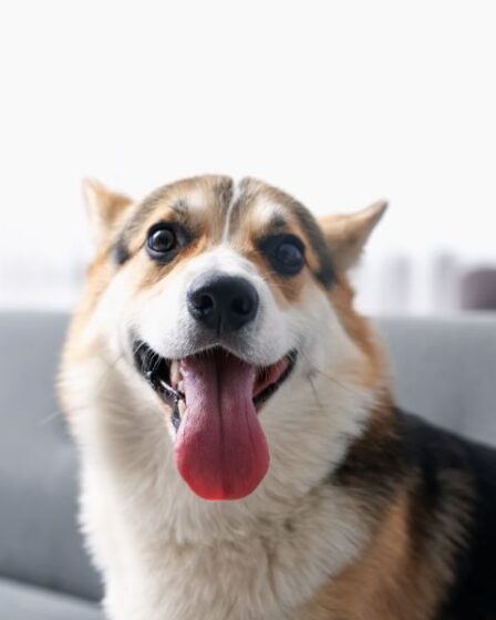 Cachorro Mais Feliz