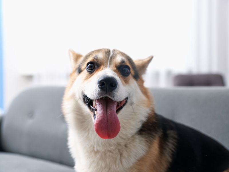 Cachorro Mais Feliz